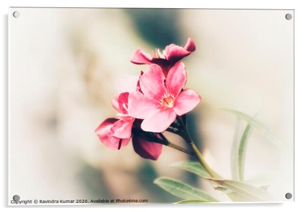 Plant flower Acrylic by Ravindra Kumar