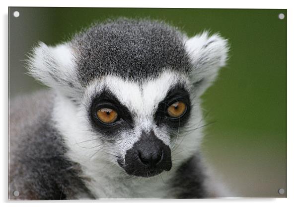 Ringtail Lemur Acrylic by Nige Morton