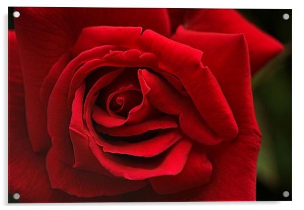 Red Rose Acrylic by Nige Morton