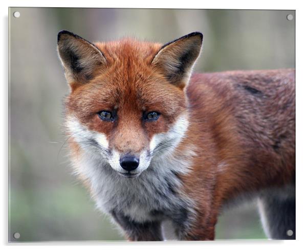 Red Fox Acrylic by Nige Morton