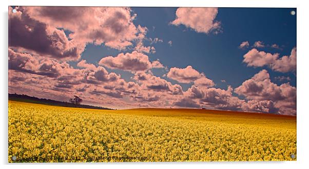 Spring Field Acrylic by David Borrill