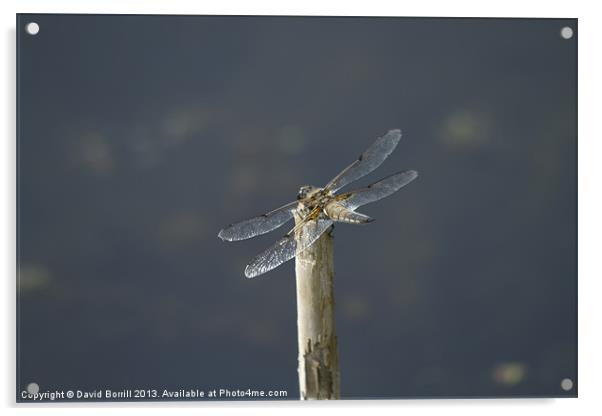 Dragonfly in the Sun Acrylic by David Borrill
