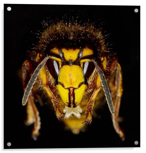 Wasp face Acrylic by Clive Washington