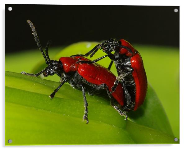Bug Love Acrylic by Clive Washington