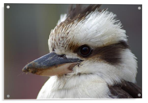 Kookaburra 2  Acrylic by Leslie Ogier