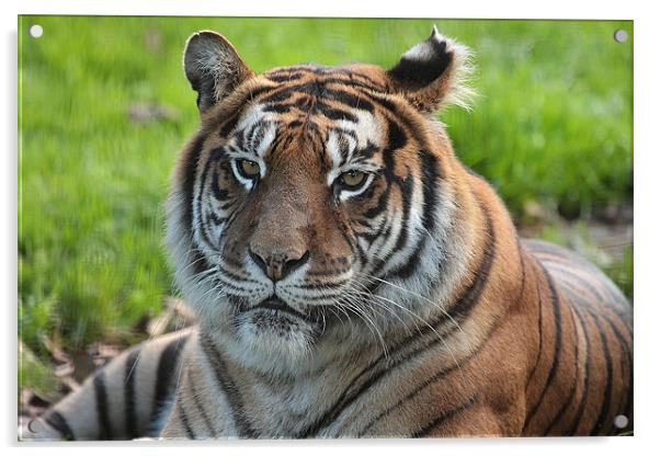 Tiger Close up  Acrylic by Alan Steedman