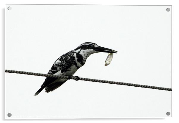 Pied Kingfisher with prey Acrylic by Bhagwat Tavri