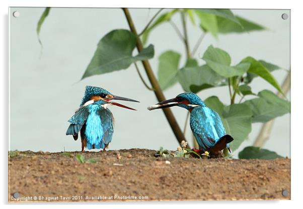 Common Kingfishers Acrylic by Bhagwat Tavri