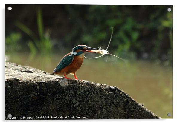 Common Kingfisher Acrylic by Bhagwat Tavri