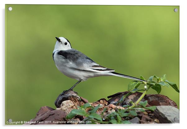 White Wagtail Acrylic by Bhagwat Tavri