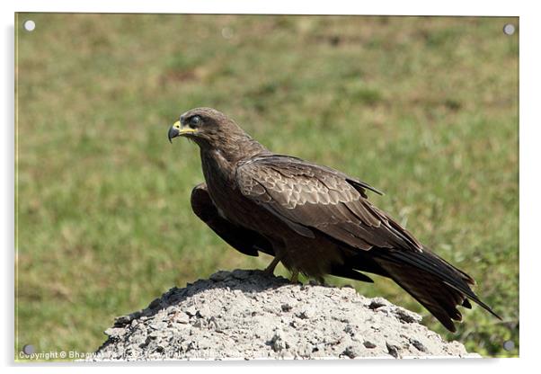 Black Kite Acrylic by Bhagwat Tavri