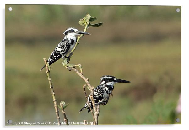 Pied Kingfisher in a pair Acrylic by Bhagwat Tavri