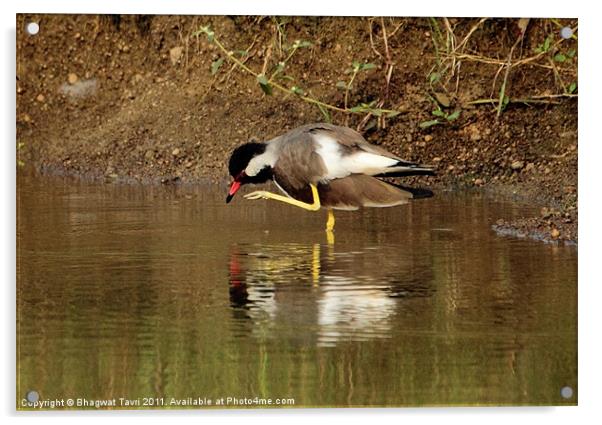 Red-wattled Lapwing Acrylic by Bhagwat Tavri