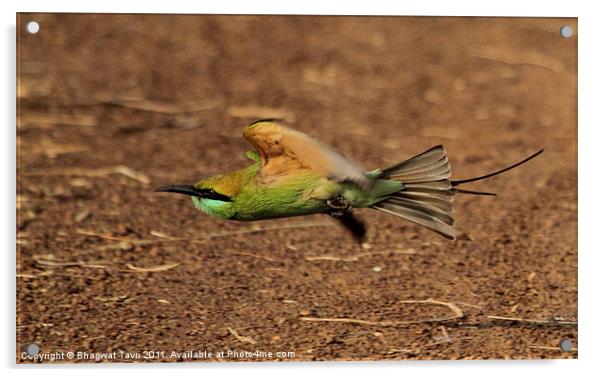 Green Bee-eater in flight Acrylic by Bhagwat Tavri