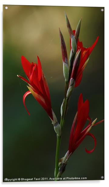 Gladiolus Acrylic by Bhagwat Tavri