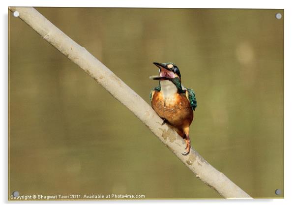 Common Kingfisher [f] Acrylic by Bhagwat Tavri