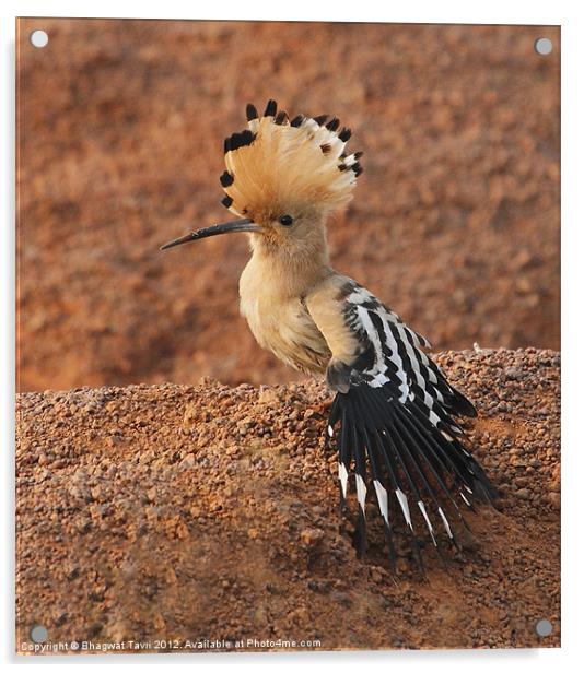 Hoopoe Acrylic by Bhagwat Tavri