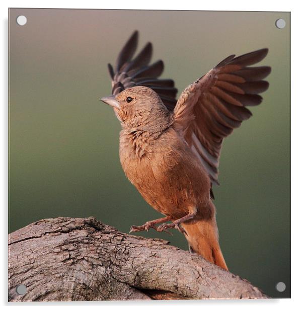 Rufous-tailed Lark Acrylic by Bhagwat Tavri