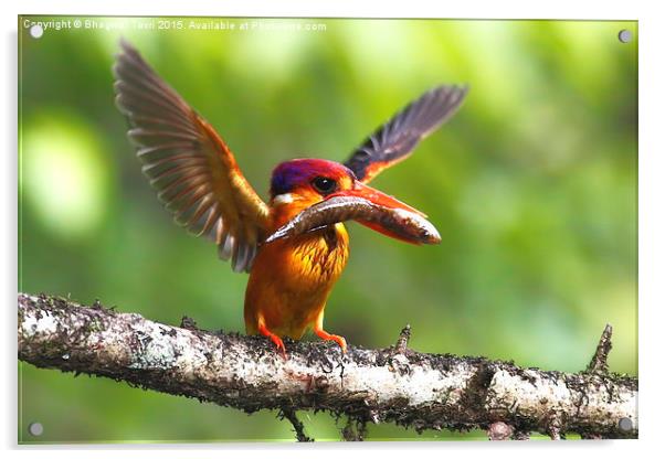  Oriental dwarf kingfisher Acrylic by Bhagwat Tavri