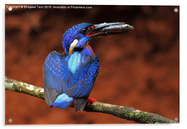  Blue-eared kingfisher m Acrylic by Bhagwat Tavri