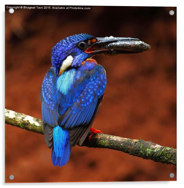  Blue-eared kingfisher m Acrylic by Bhagwat Tavri