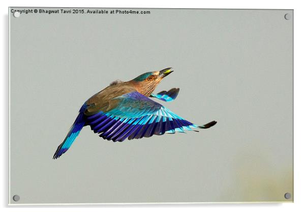  Indian Roller Acrylic by Bhagwat Tavri