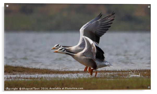 Bar-headed goose Acrylic by Bhagwat Tavri