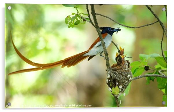 Indian Paradise Flycatcher m with chicks.... Acrylic by Bhagwat Tavri