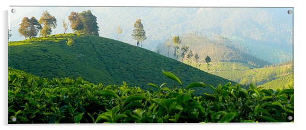 Tea Garden at Munnar India Acrylic by T R   Bala subramanyam