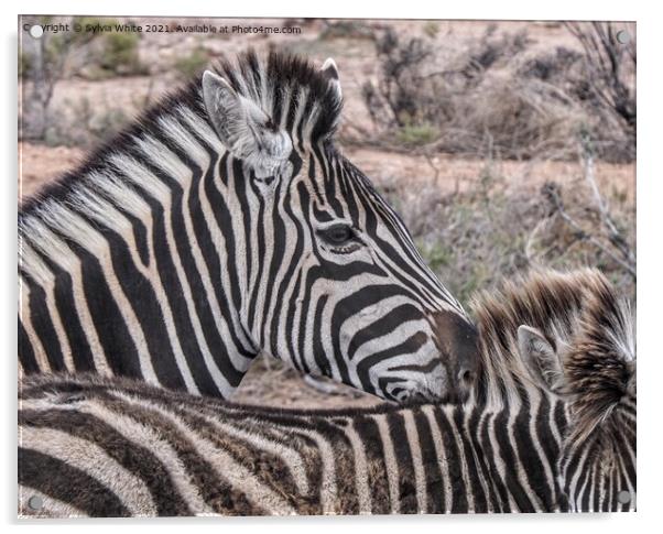zebra Acrylic by Sylvia White