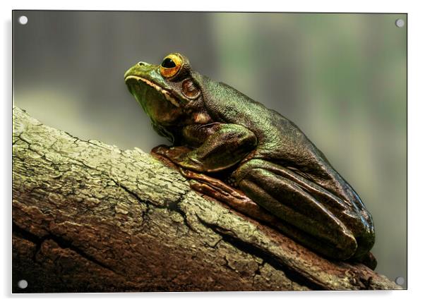 Frog on a Log Acrylic by Sylvia White