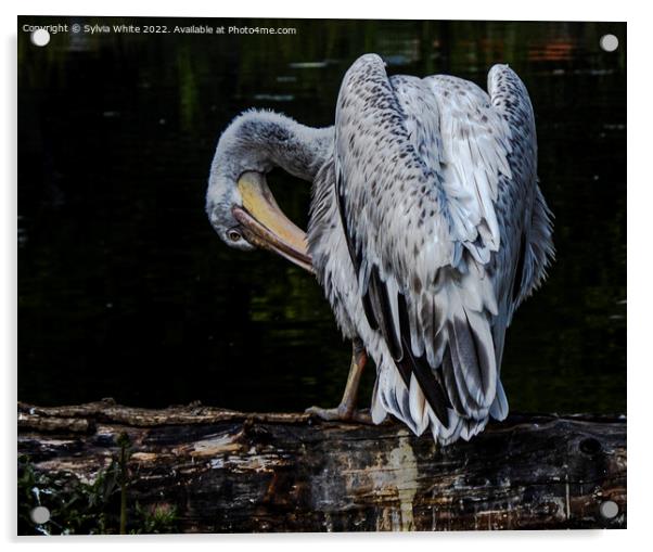 Preening Pelican Acrylic by Sylvia White