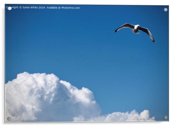 A bird flying in the sky Acrylic by Sylvia White