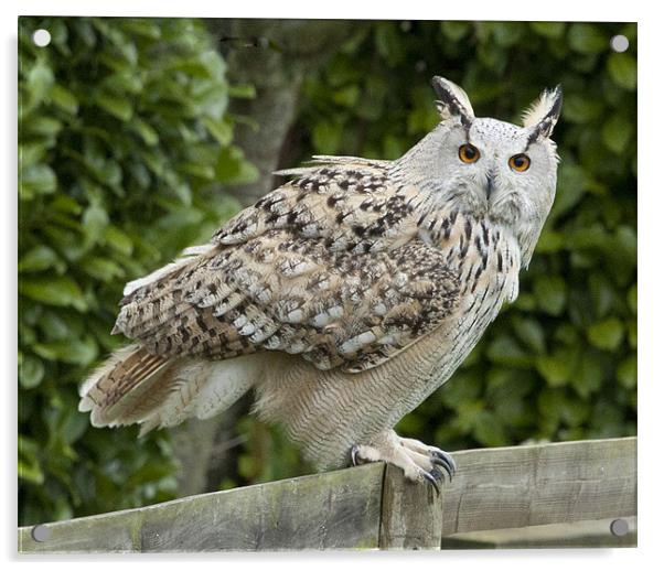 Eagle Owl Acrylic by Mark Kyte