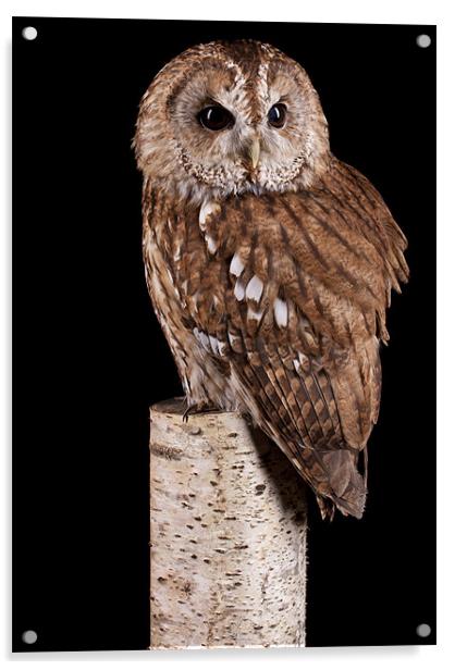 Tawny Owl Acrylic by Mark Kyte