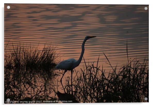 Great Egret at sunset Acrylic by anurag gupta