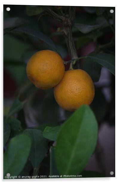 Two Chinese oranges Acrylic by anurag gupta