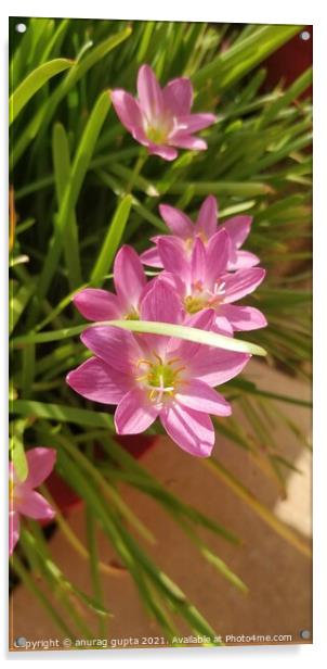 Pink rain lilies Acrylic by anurag gupta
