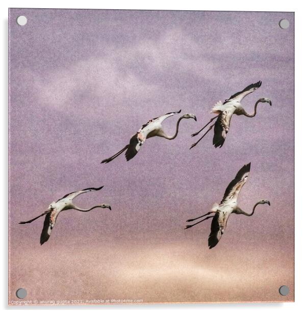 flight of flamingos Acrylic by anurag gupta