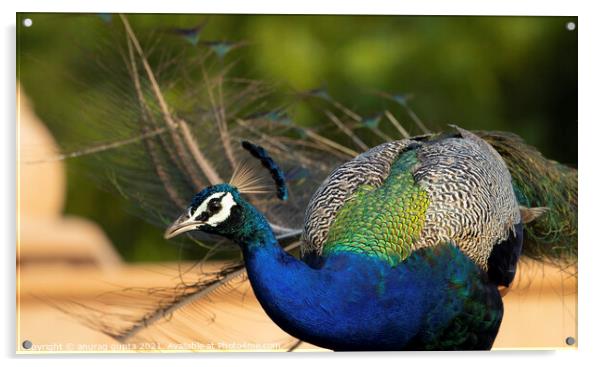 Peacock Acrylic by anurag gupta