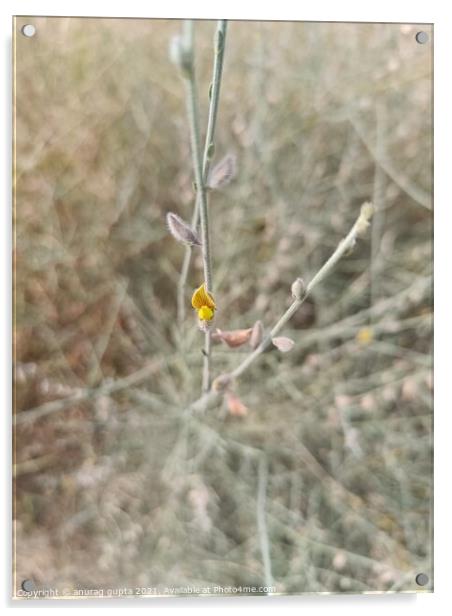 Yellow Eremaea abstract Acrylic by anurag gupta