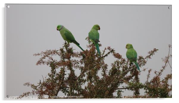 three parrots Acrylic by anurag gupta