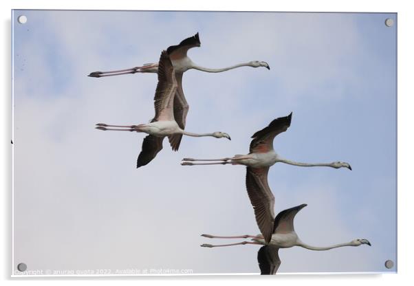 Flamingos Acrylic by anurag gupta