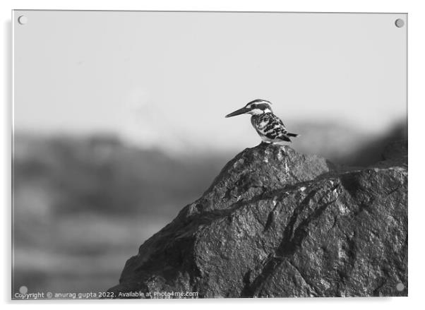 pied kingfisher Acrylic by anurag gupta