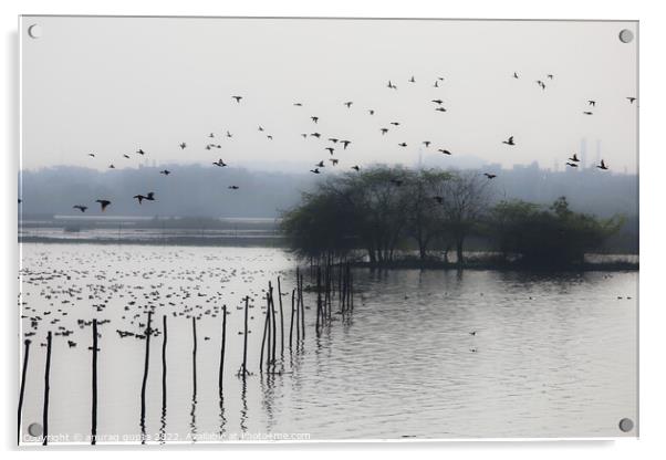 Okhla bird lake Acrylic by anurag gupta