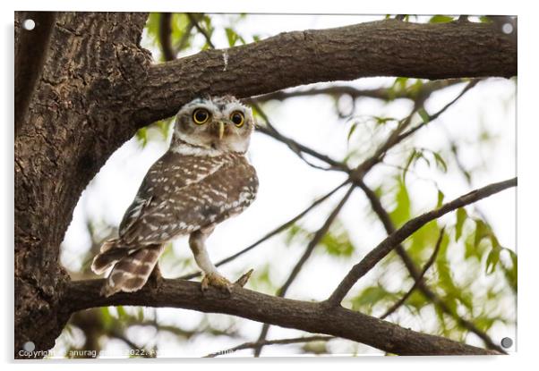 Spotted Owlet Acrylic by anurag gupta