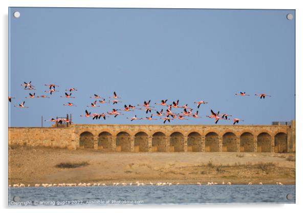 flight of flamingos Acrylic by anurag gupta