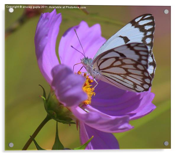 gorgeous white butterfly Acrylic by anurag gupta