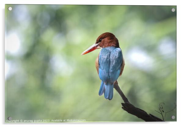 white-throated kingfisher  Acrylic by anurag gupta