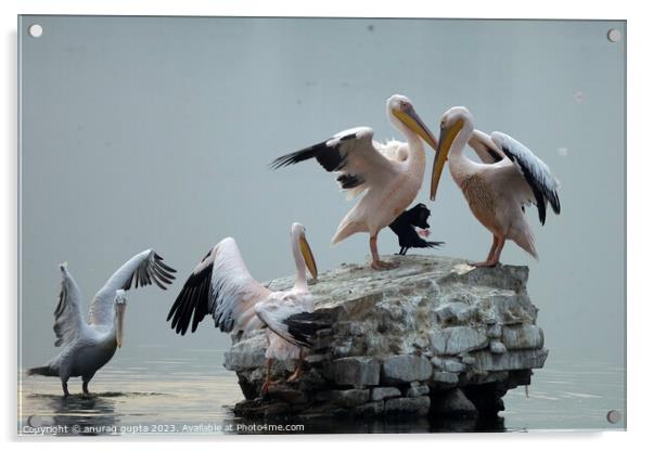 Pelicans Acrylic by anurag gupta